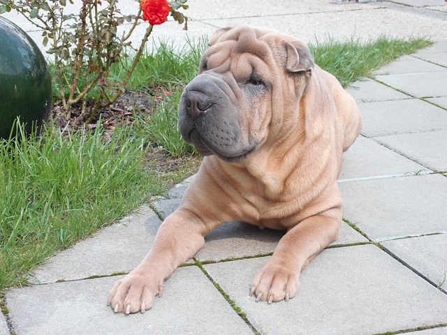 sharpei