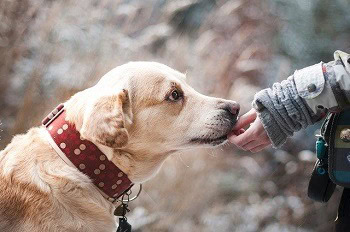 dog friendship nature