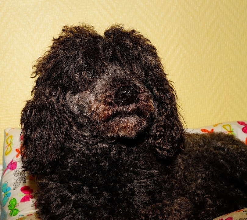 Newfypoo (New Foundland and Poodle Mix) Dog Breed Info