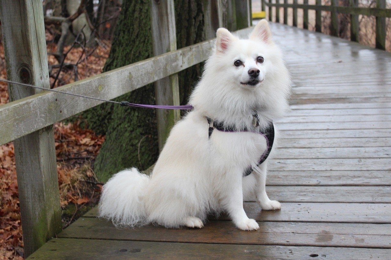 american eskimo
