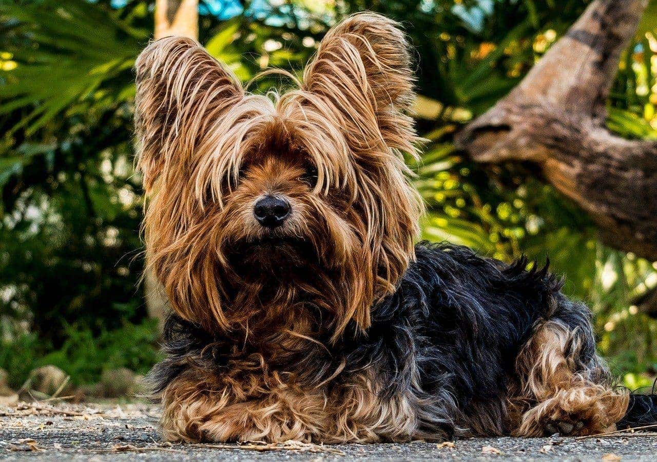 Long Hair Yorkshire Terrier