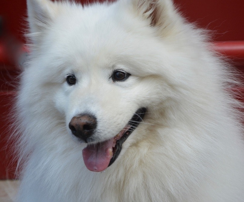Samoyed