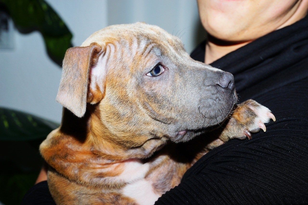 american bulldog brindle