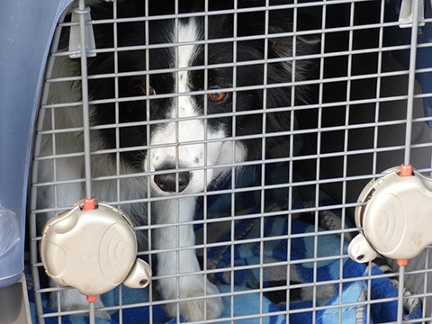 dog inside crate