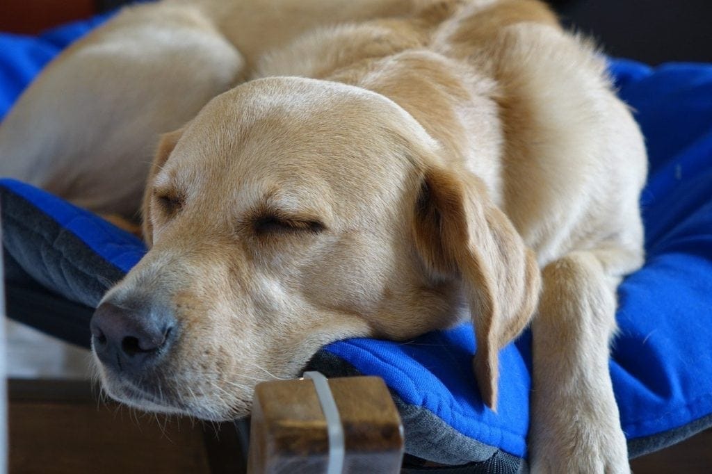 dog sleeping