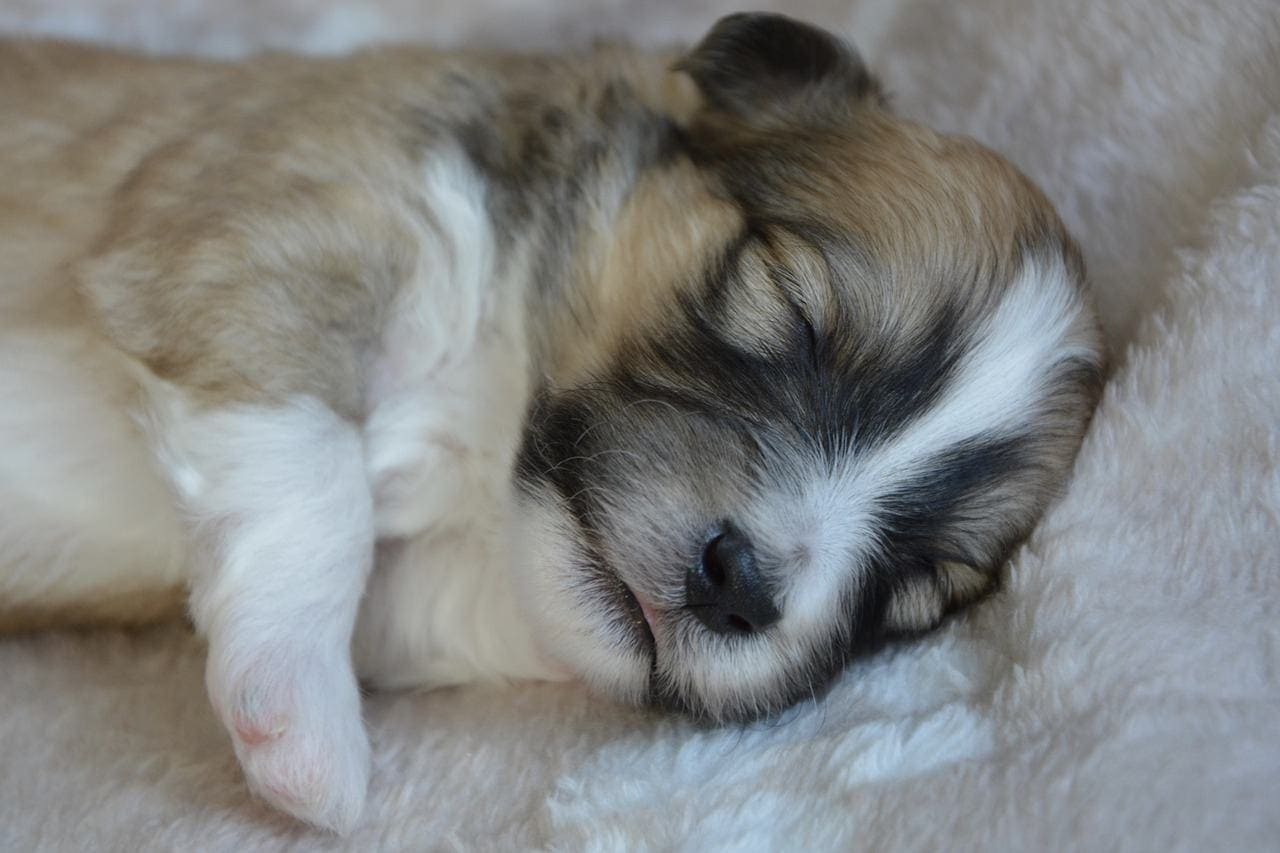 puppy sleeping