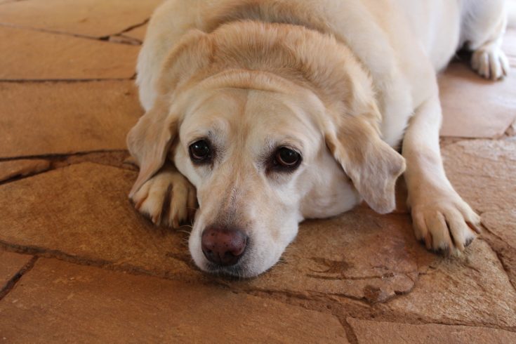 obese dog
