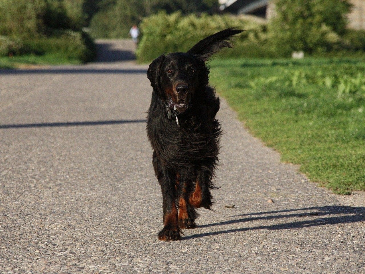 Gordon Setter