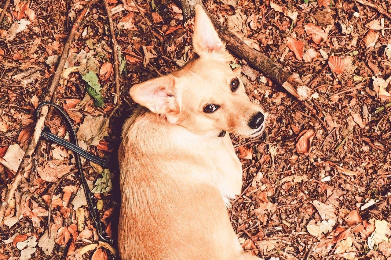 husky labrador mix