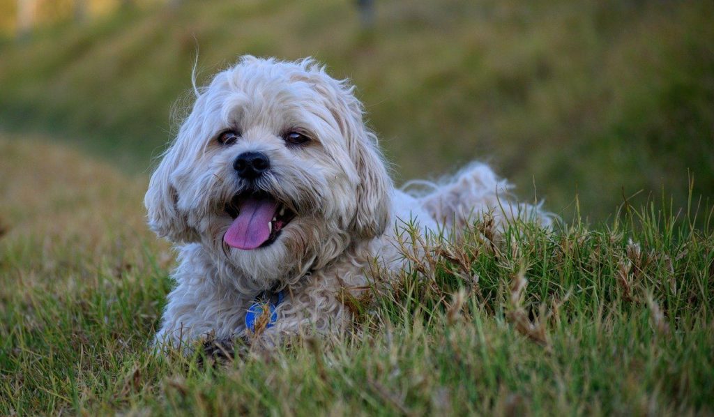 mal-shi laying in grass