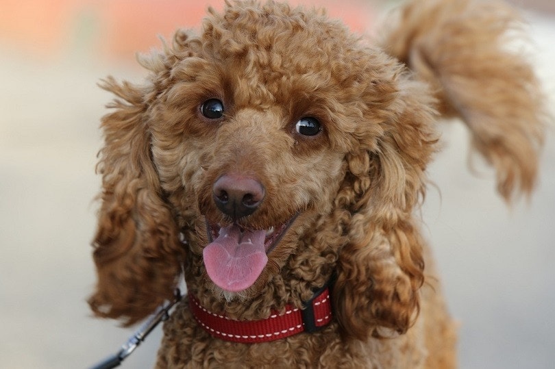 Bolonoodle (Bolognese & Poodle Mix) Info,
