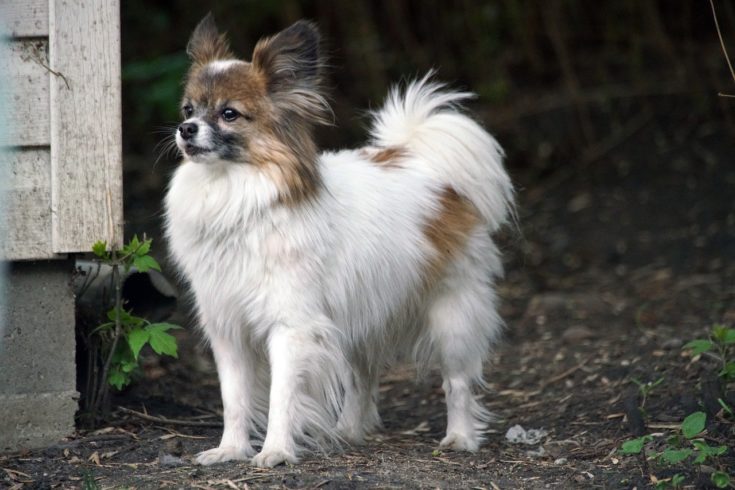 papillon dog