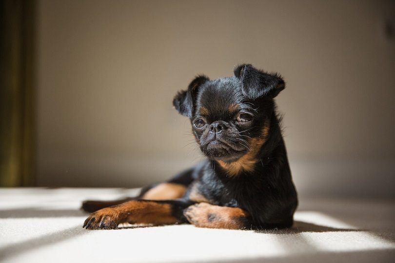 Brussels Griffon Dog Breed Info