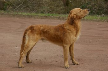 skinny golden retriever