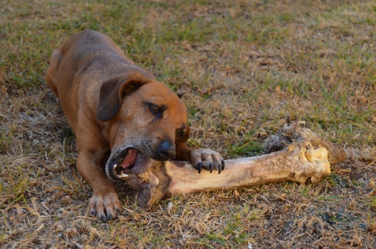 dog bone