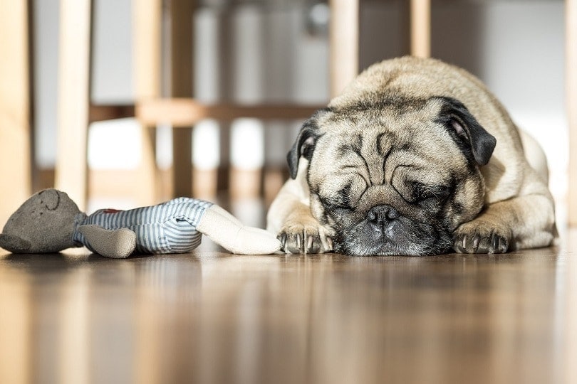 Tips for Crate Training a Dog With Separation Anxiety