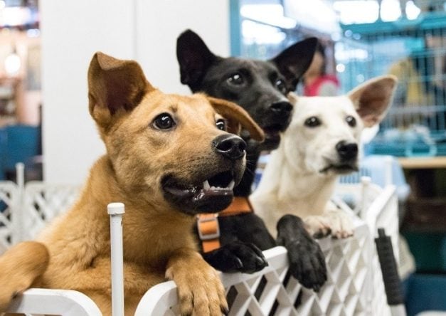 Top 10 Pet Adoption Websites Of 2026 Reviews Hepper Pet Resources top-10-pet-adoption-websites-of-2026-reviews-hepper-pet-resources