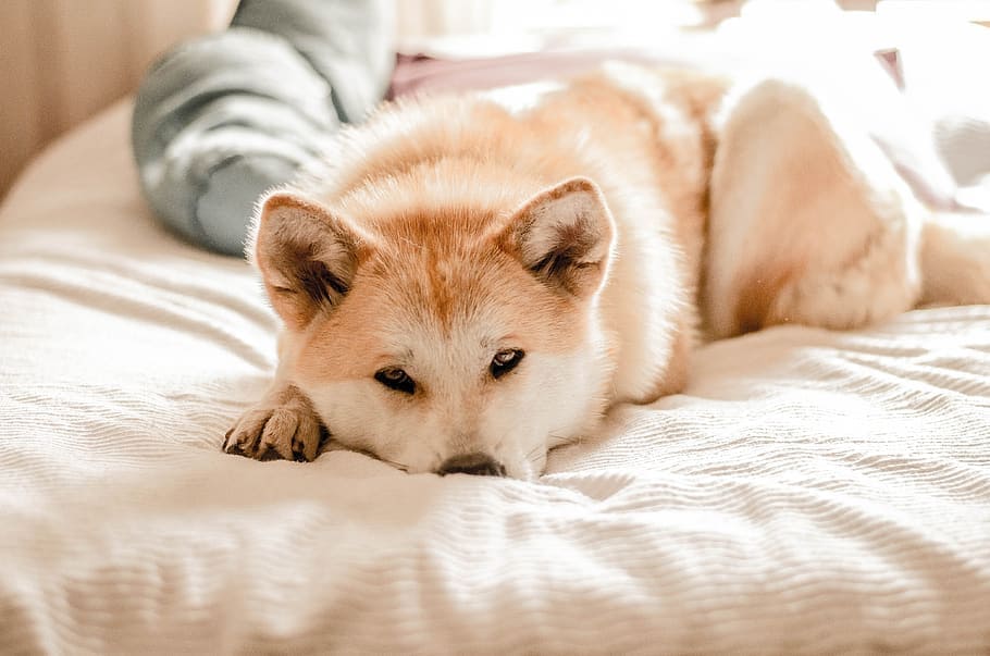 Akita white dog on bed laying down