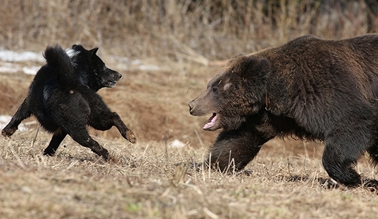 dog and bear