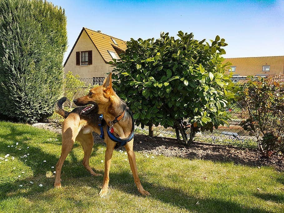 dog and chainlink fence