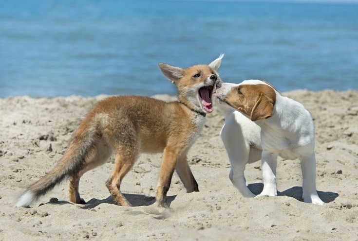 dog and fox