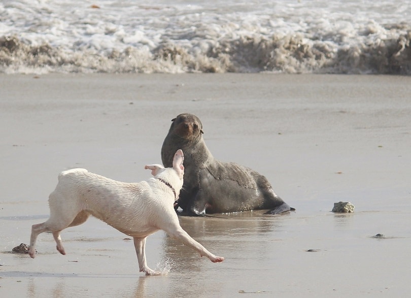 dog and seal on the sea shore