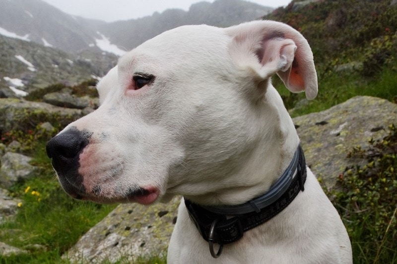 dog argentino close up