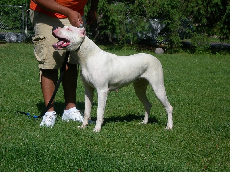 dog argnetino
