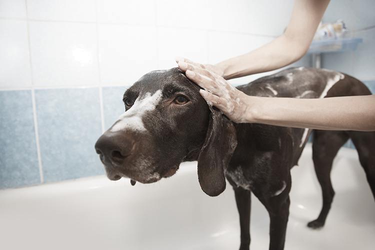 dog bathing