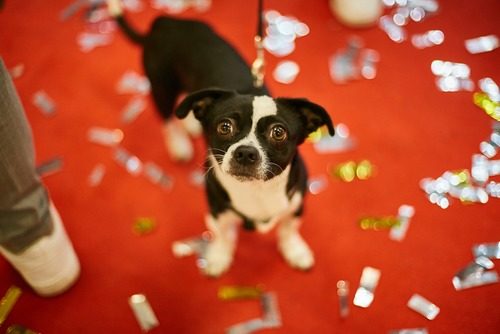 puppy on red carpet