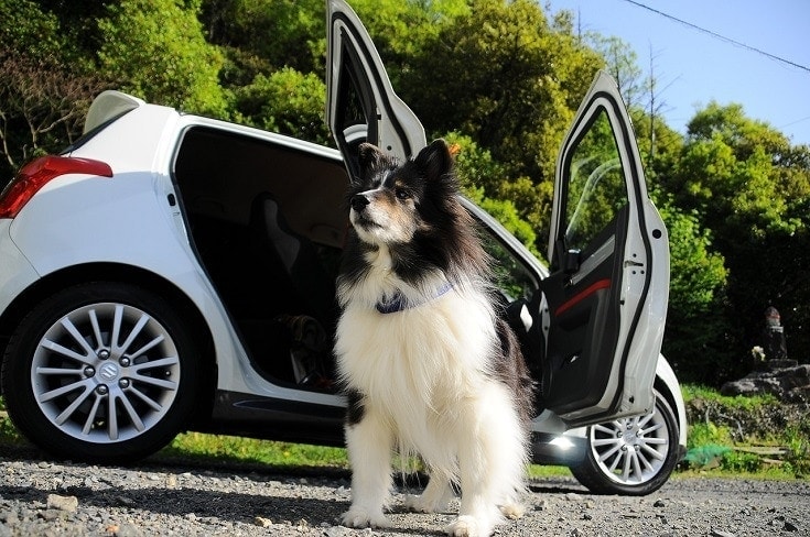 dog beside car