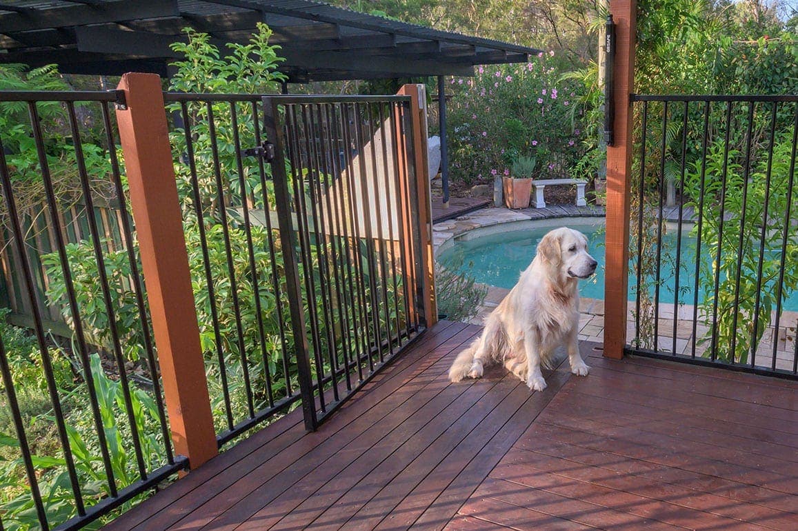 dog beside pool fence