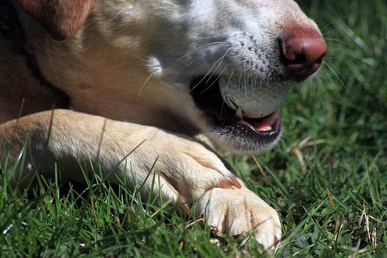 dog biting a golf ball
