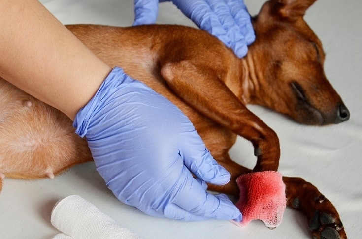 dog bleeding