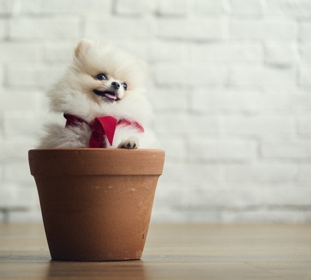 Mini white dog photoshoot