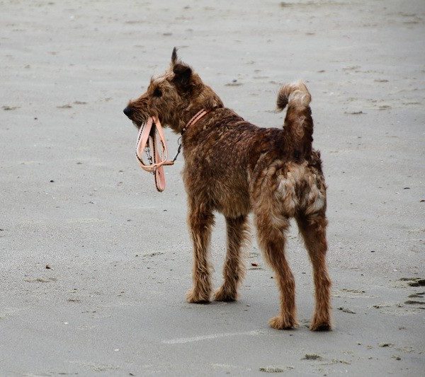 dog chewing leash on beach