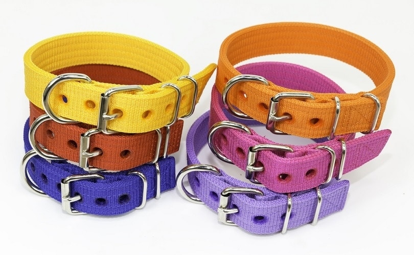dog collars