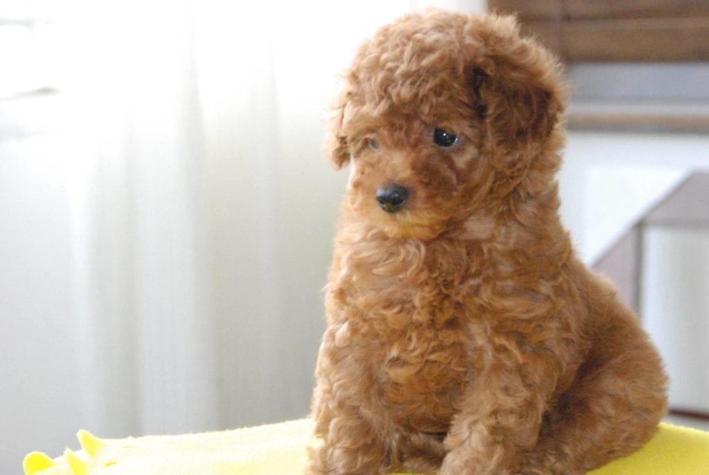 Miniature Goldendoodle Dog