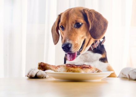 My Dog Ate Raw Chicken! Our Vet Explains What to Do Hepper Pet Resources