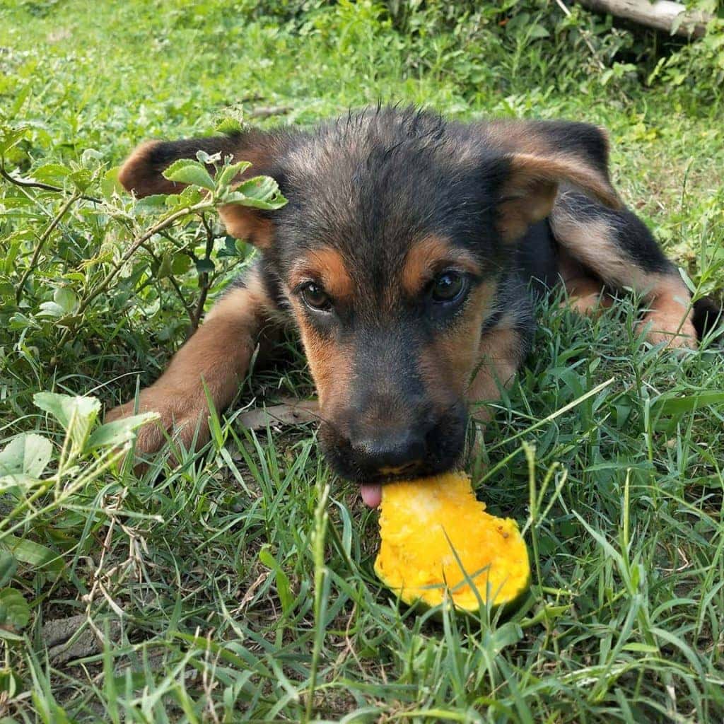 dog eating mango