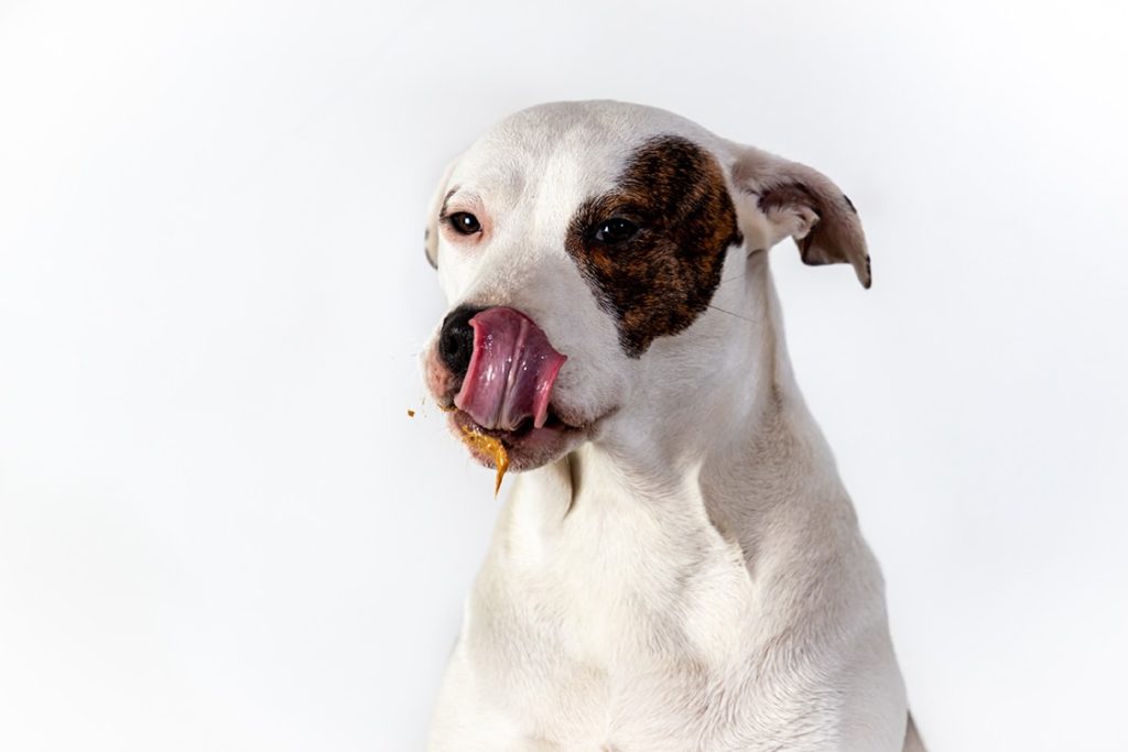dog eating peanut butter