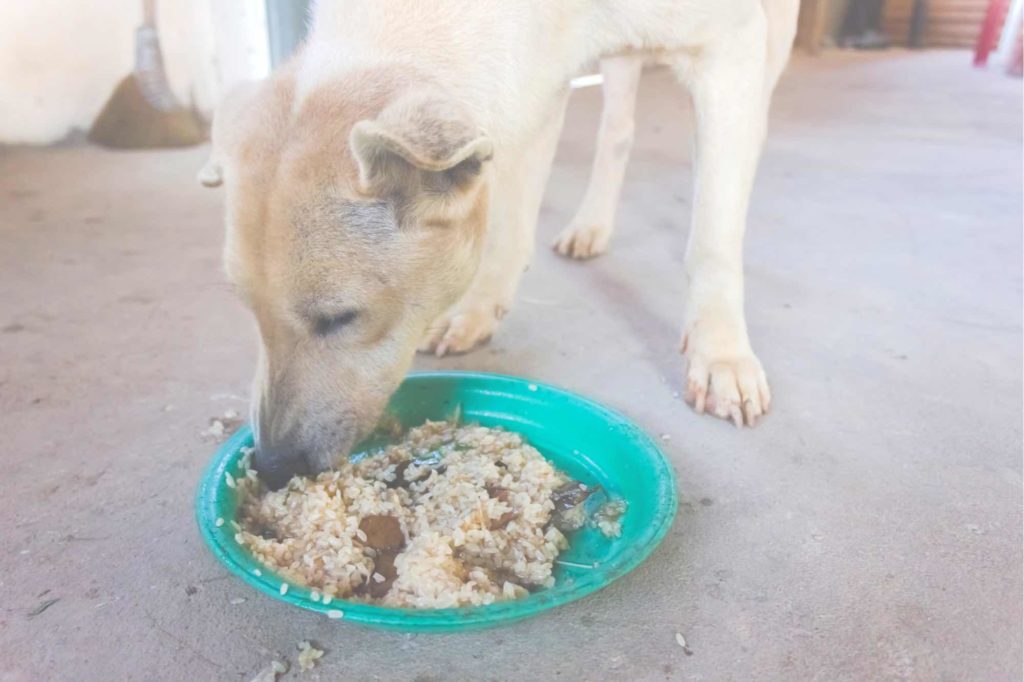 dog eating rice