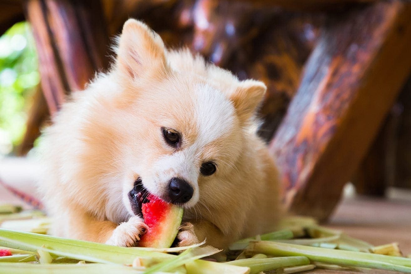 dog eating watermelon