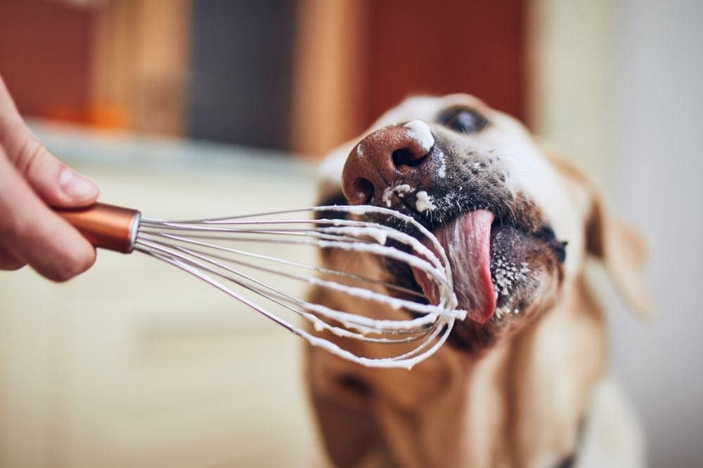 dog eating whipped cream