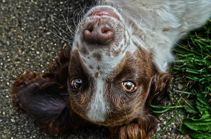 brown and white border spaniel mix