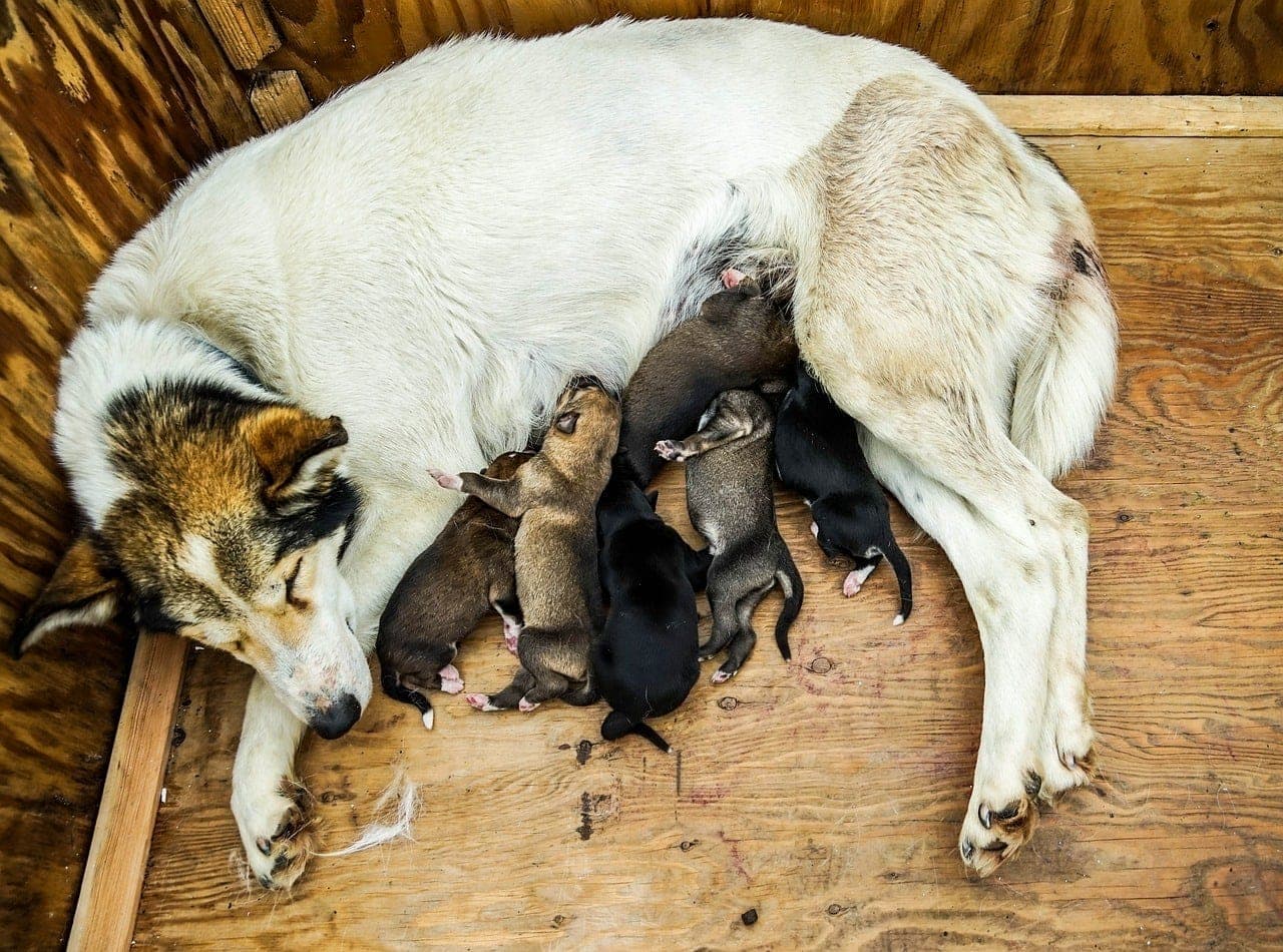dog feeding puppies