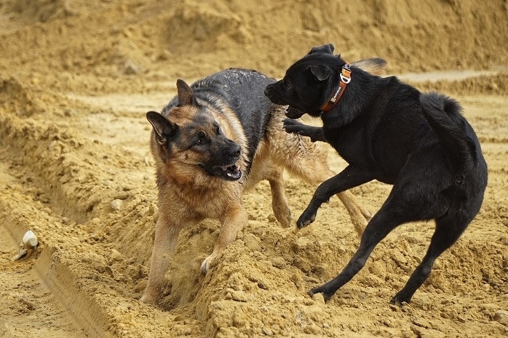 dog fight