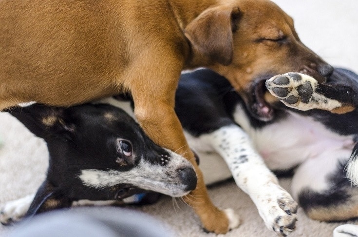 dog fighting
