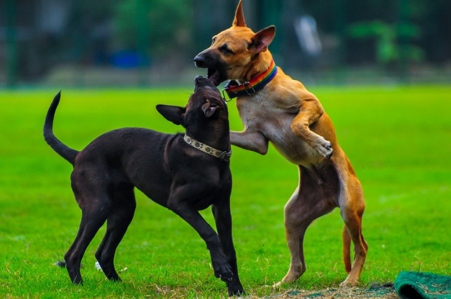 dogs fighting