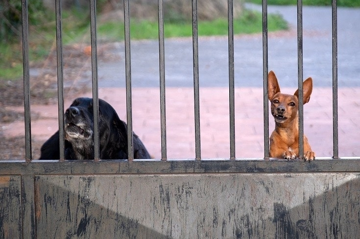 dog gate